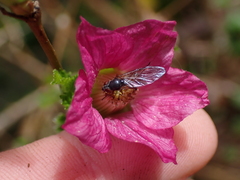 Syrphidae