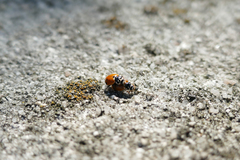 Hippodamia variegata