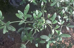 Chrysojasminum fruticans