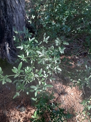 Chrysojasminum fruticans