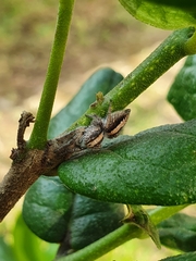 Megafreya sutrix