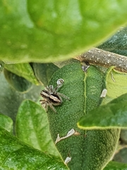 Megafreya sutrix
