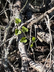 Smilax