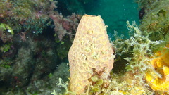 Smenospongia aurea