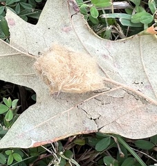 Callirhytis infuscata