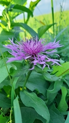 Centaurea oxylepis