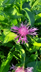 Centaurea oxylepis