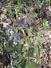 Ruellia occidentalis