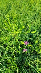 Centaurea oxylepis