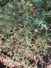 Cupressus macrocarpa