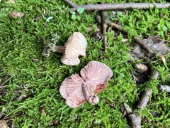 Lactarius subpurpureus