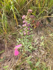 Liatris aspera intermedia