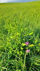 Centaurea oxylepis