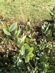 Baptisia australis