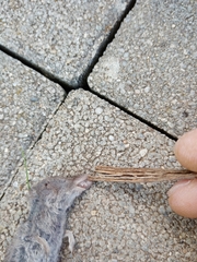 Crocidura suaveolens