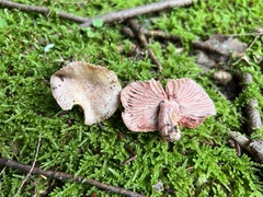 Lactarius subpurpureus