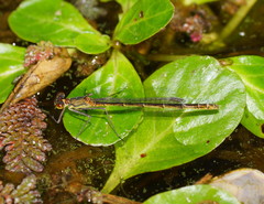 Austrocnemis splendida