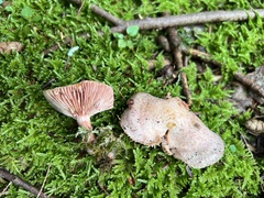 Lactarius subpurpureus