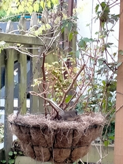 Rhipidura fuliginosa placabilis