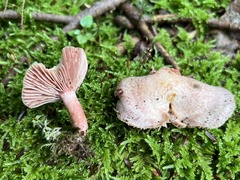 Lactarius subpurpureus