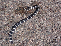 Rhinocheilus lecontei