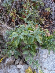 Solidago velutina