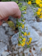 Solidago velutina