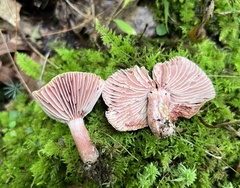 Lactarius subpurpureus