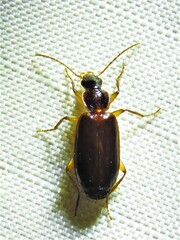 Lebiinae