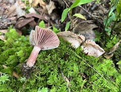 Lactarius subpurpureus