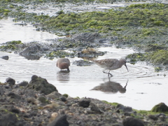 Calidris ferruginea