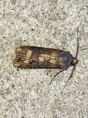 Agrotis ipsilon