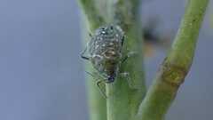 Brevicoryne brassicae