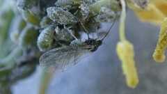 Brevicoryne brassicae