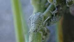 Brevicoryne brassicae