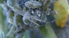 Brevicoryne brassicae