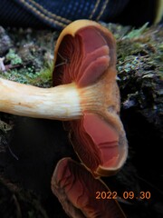 Dermocybe