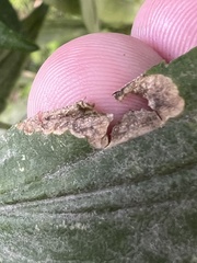 Nemorimyza posticata