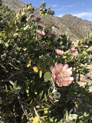 Protea punctata