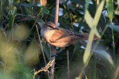 Acrocephalus arundinaceus