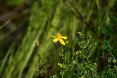 Hypericum perforatum
