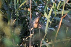 Acrocephalus arundinaceus
