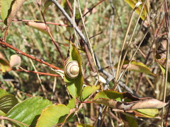 Cepaea