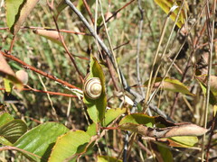 Cepaea