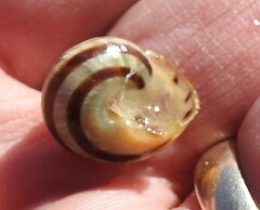 Cepaea