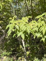 Juglans microcarpa