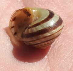 Cepaea