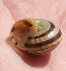 Cepaea