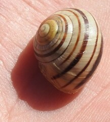 Cepaea