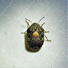 Stethaulax marmorata